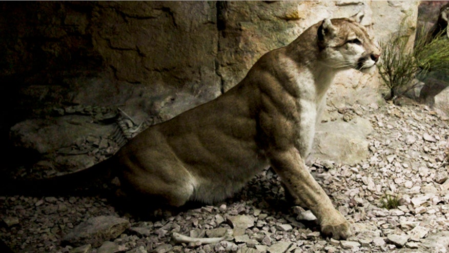 Mountain Lion Diorama.jpg